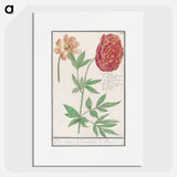 Peony, Paeonia - アンセルムス ボエティウス デ ブート Poster.