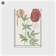 2-88_Anselmus-Boetius-de-Boodt_postcard