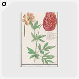 Peony, Paeonia - アンセルムス ボエティウス デ ブート Postcard.