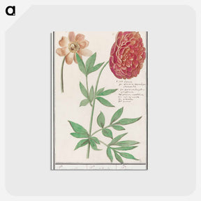 アートポストカード-Peony, Paeonia - アンセルムス ボエティウス デ ブート Postcard.
