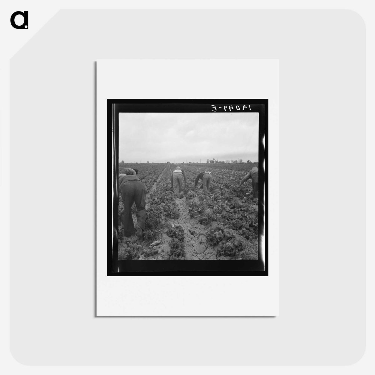 2-88_Dorothea-Lange_hagaki