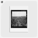 2-88_Dorothea-Lange_hagaki