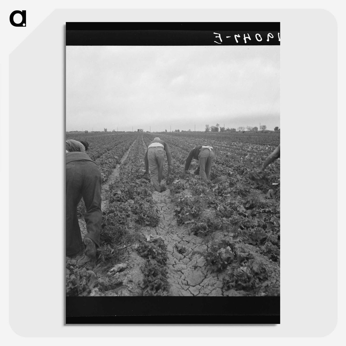 2-88_Dorothea-Lange_picture-crop