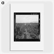 2-88_Dorothea-Lange_picture