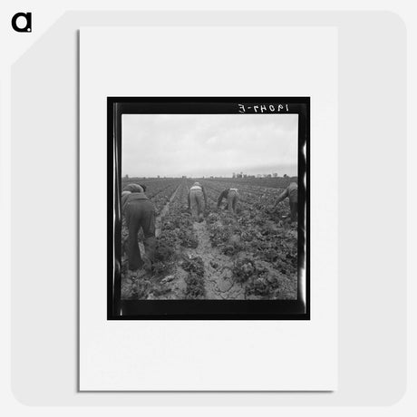 2-88_Dorothea-Lange_picture