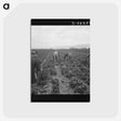 2-88_Dorothea-Lange_postcard