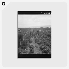 2-88_Dorothea-Lange_postcard