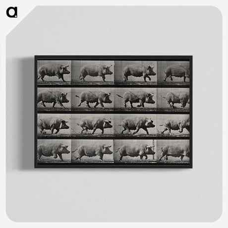 2-88_Eadweard-Muybridge_blk-crop