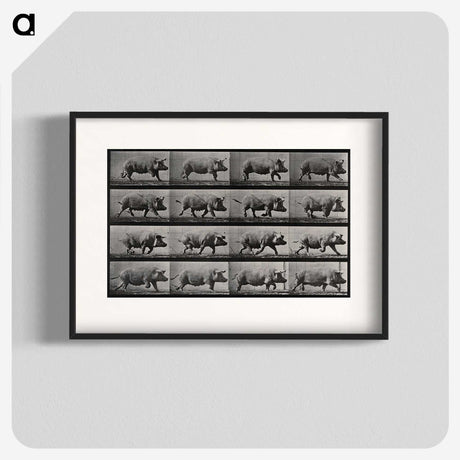 2-88_Eadweard-Muybridge_blk