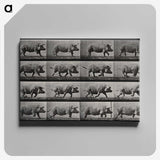 2-88_Eadweard-Muybridge_canvas