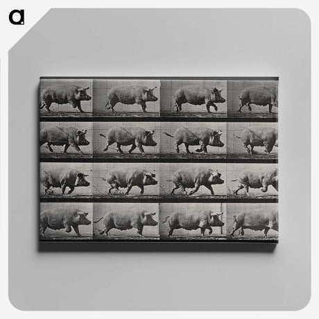 2-88_Eadweard-Muybridge_canvas