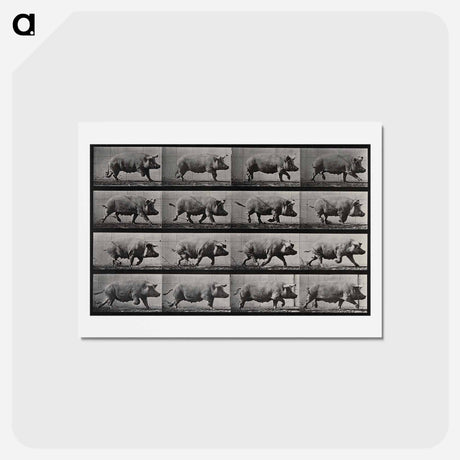 アートポストカード-Running Pig
 - エドワード マイブリッジ Postcard.