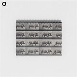 2-88_Eadweard-Muybridge_memo