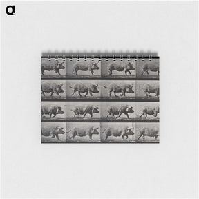 2-88_Eadweard-Muybridge_memo