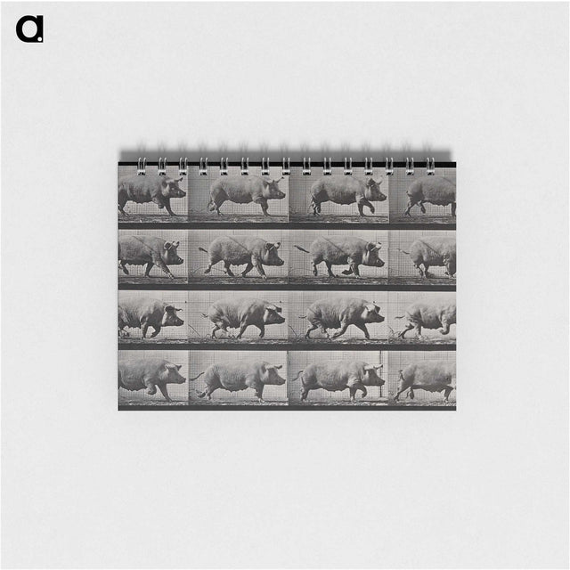 2-88_Eadweard-Muybridge_memo