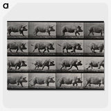 2-88_Eadweard-Muybridge_picture-crop