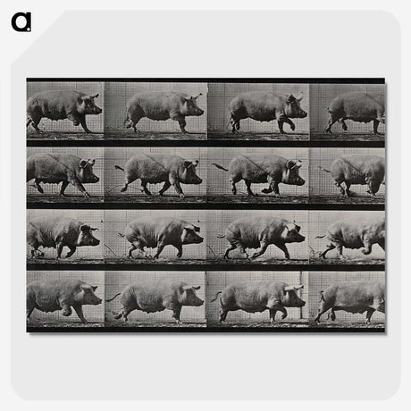 2-88_Eadweard-Muybridge_picture-crop