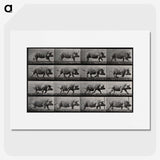 2-88_Eadweard-Muybridge_picture