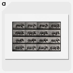 2-88_Eadweard-Muybridge_picture