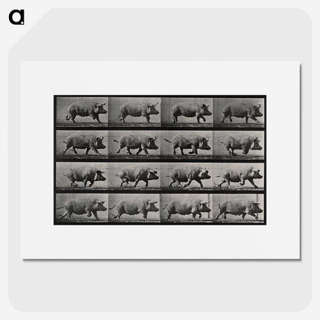 2-88_Eadweard-Muybridge_picture