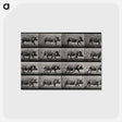 2-88_Eadweard-Muybridge_postcard