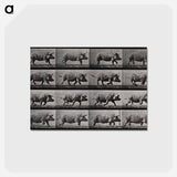アートポストカード-Running Pig
 - エドワード マイブリッジ Postcard.