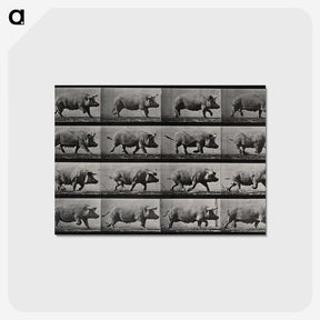 2-88_Eadweard-Muybridge_postcard