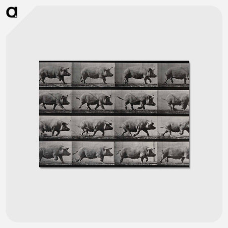 アートポストカード-Running Pig
 - エドワード マイブリッジ Postcard.