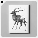 Vintage antelope wildlife illustration - エルンスト ヘッケル Canvas.