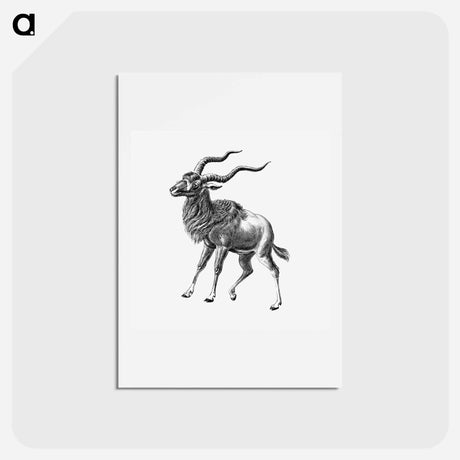 アートポストカード-Vintage antelope wildlife illustration - エルンスト ヘッケル Postcard.