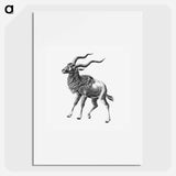 Vintage antelope wildlife illustration - エルンスト ヘッケル Poster.