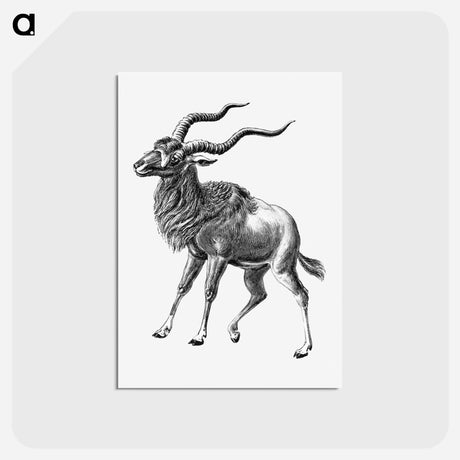 アートポストカード-Vintage antelope wildlife illustration - エルンスト ヘッケル Postcard.