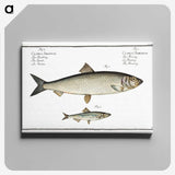 2-88_Ichtyologie-ou-Histoire-naturelle_canvas