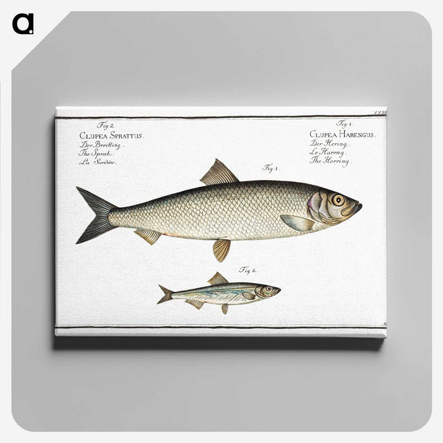 2-88_Ichtyologie-ou-Histoire-naturelle_canvas