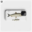 2-88_Ichtyologie-ou-Histoire-naturelle_phone