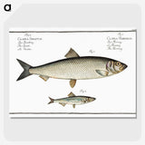 2-88_Ichtyologie-ou-Histoire-naturelle_picture-crop
