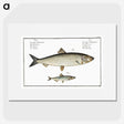 2-88_Ichtyologie-ou-Histoire-naturelle_picture