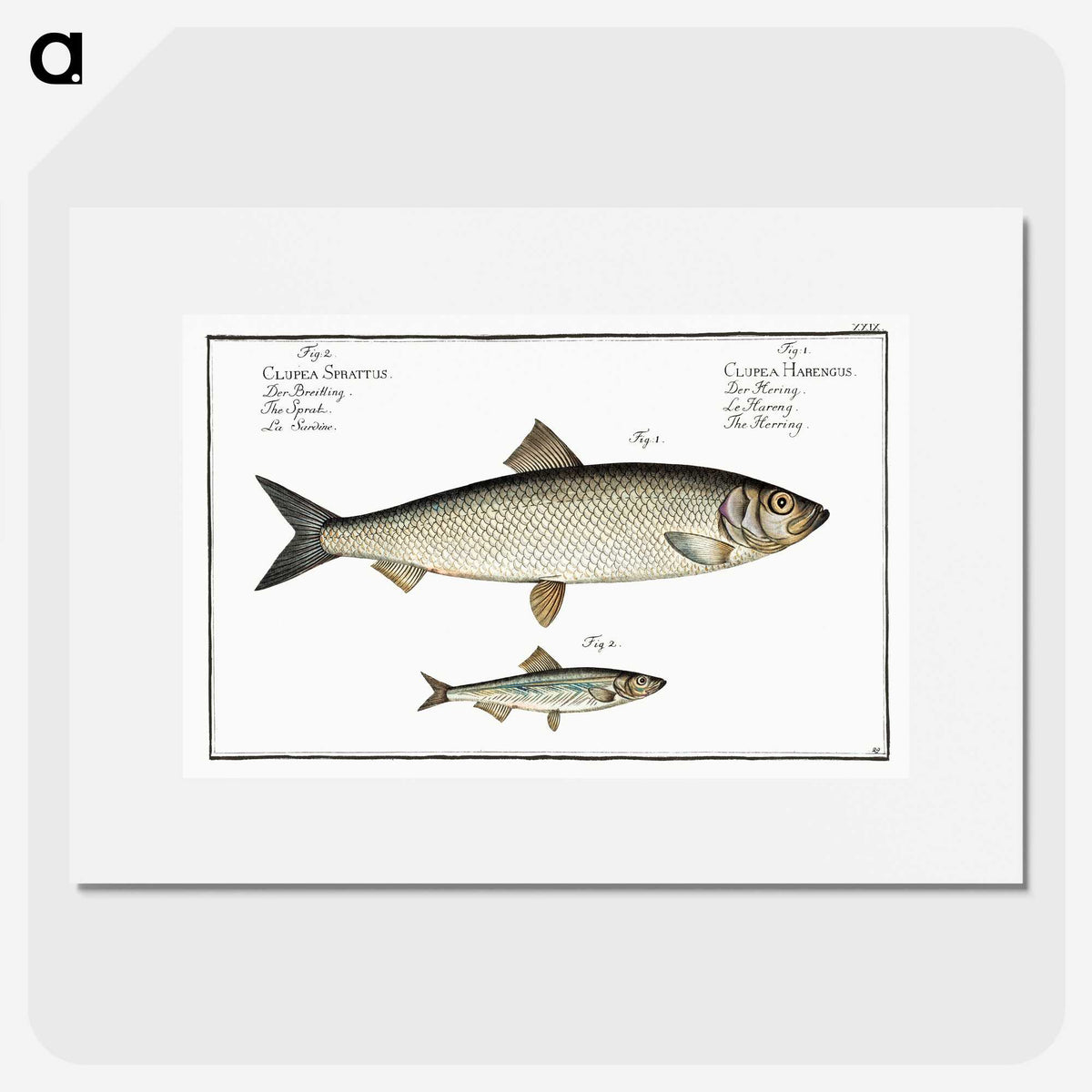 2-88_Ichtyologie-ou-Histoire-naturelle_picture