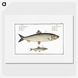 2-88_Ichtyologie-ou-Histoire-naturelle_picture
