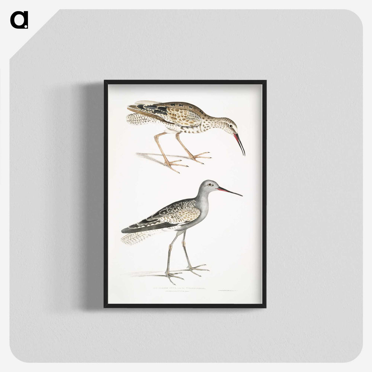 2-88_Indian-Zoology_blk-crop