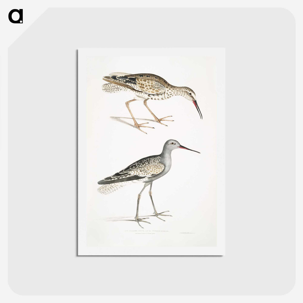 2-88_Indian-Zoology_hagaki