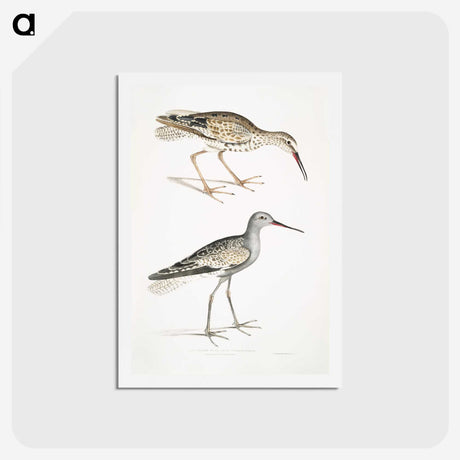2-88_Indian-Zoology_hagaki
