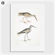 2-88_Indian-Zoology_picture