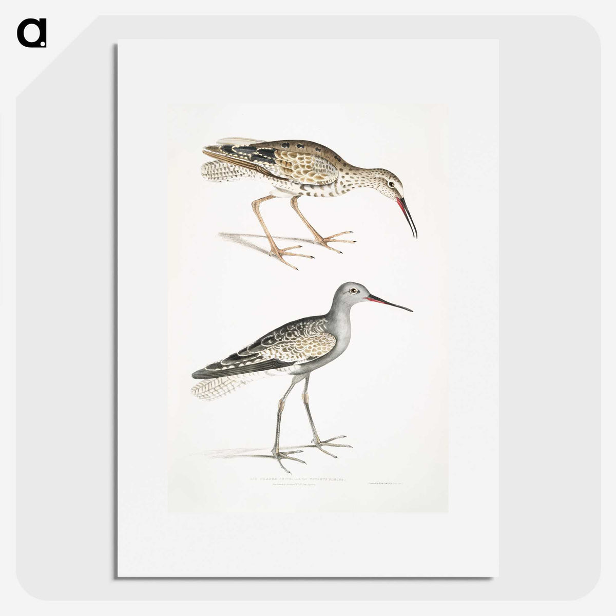 2-88_Indian-Zoology_picture