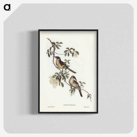2-88_John-Gould_blk-crop