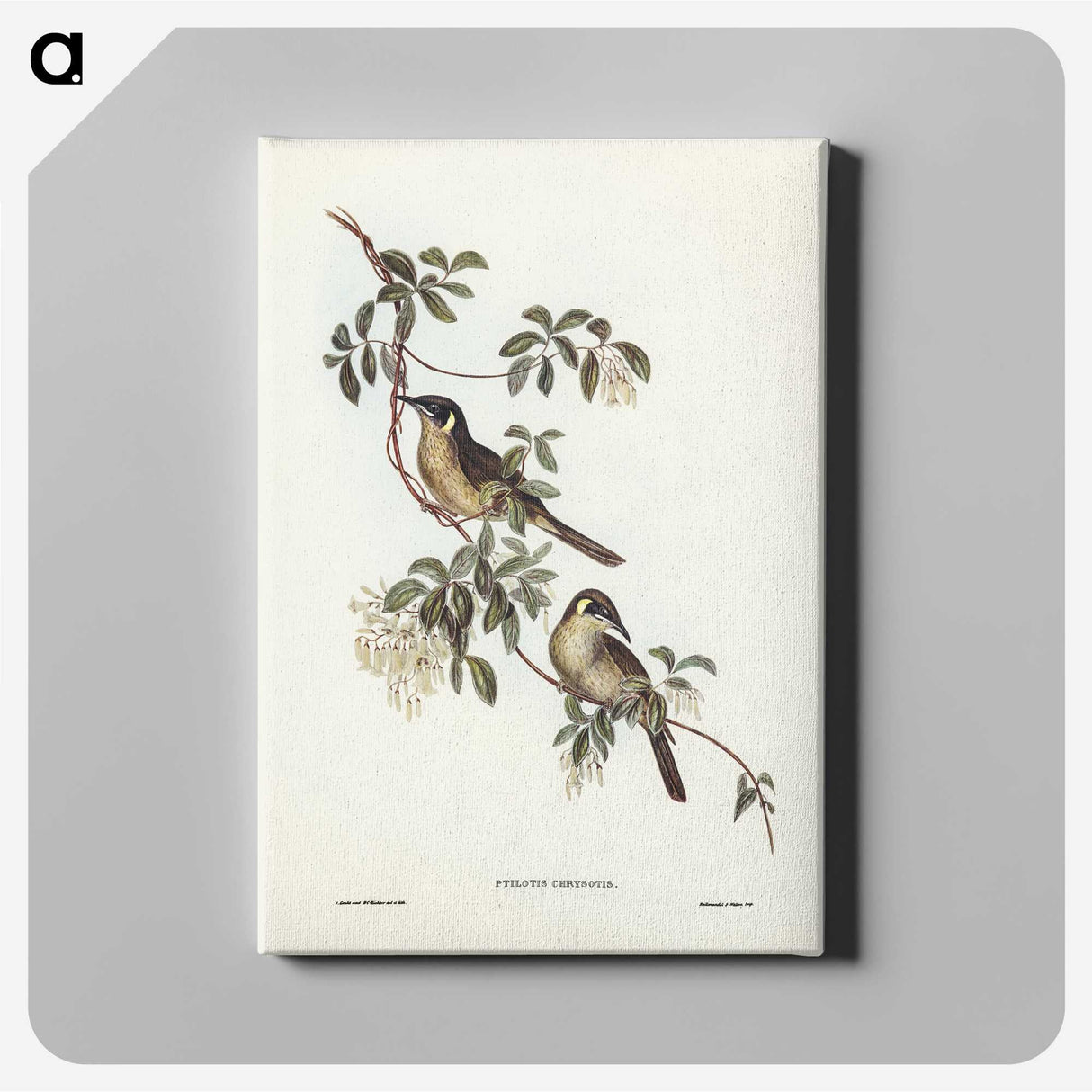 2-88_John-Gould_canvas