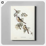 2-88_John-Gould_canvas
