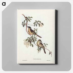 アートパネル-Singing Honey-eater
 - ジョン グールド Canvas.
