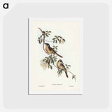 アートポストカード-Singing Honey-eater
 - ジョン グールド Postcard.