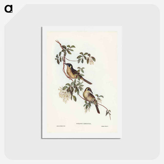 アートポストカード-Singing Honey-eater
 - ジョン グールド Postcard.